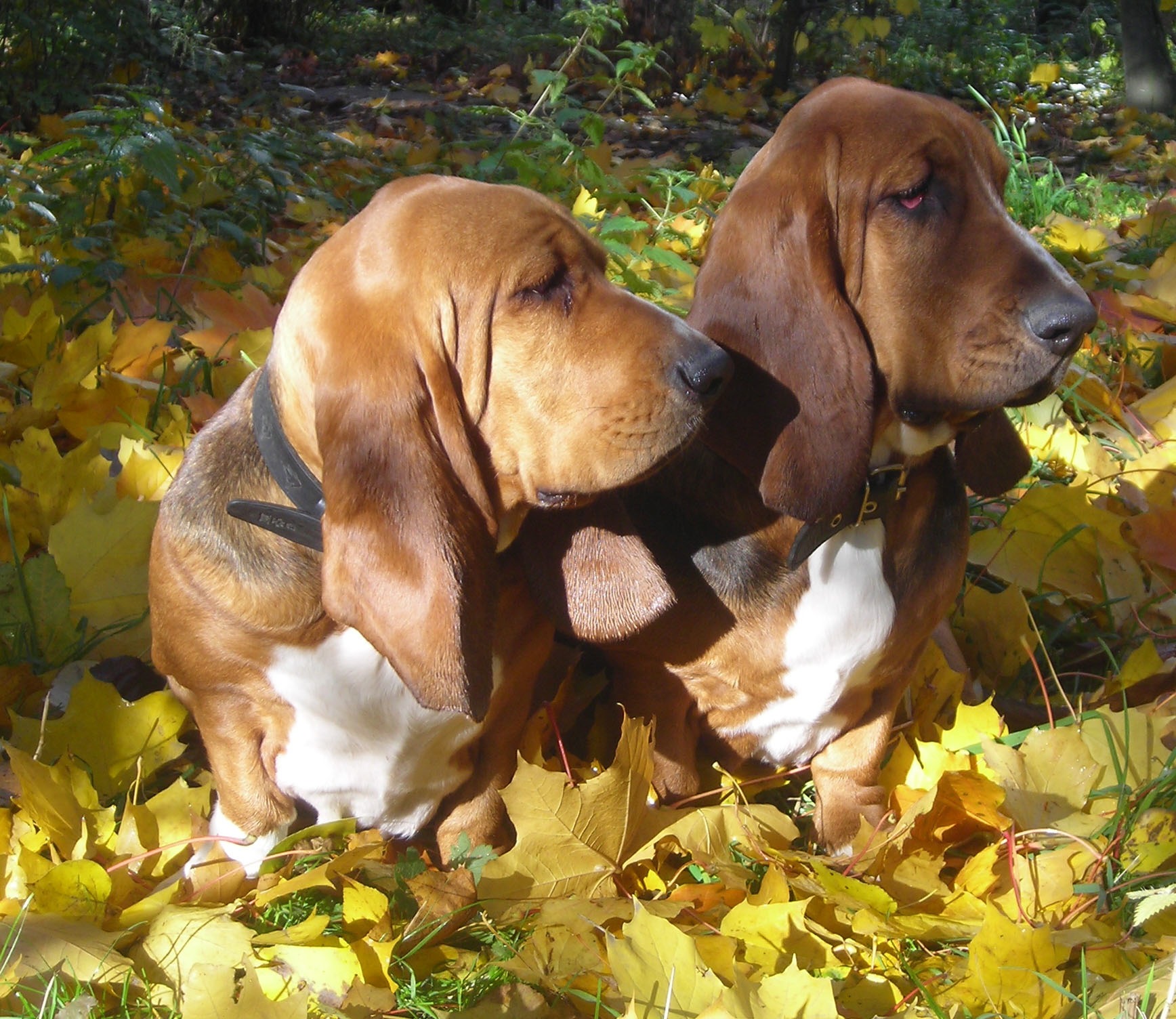 Basset Hound. WIkipedia Commons