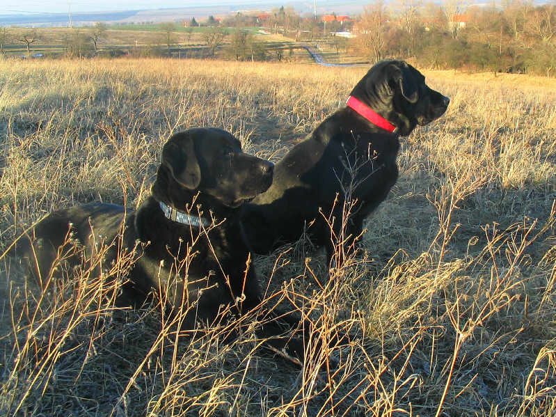 Labrador_Retriever foto- M. Ponepal:WIkipedia Commons