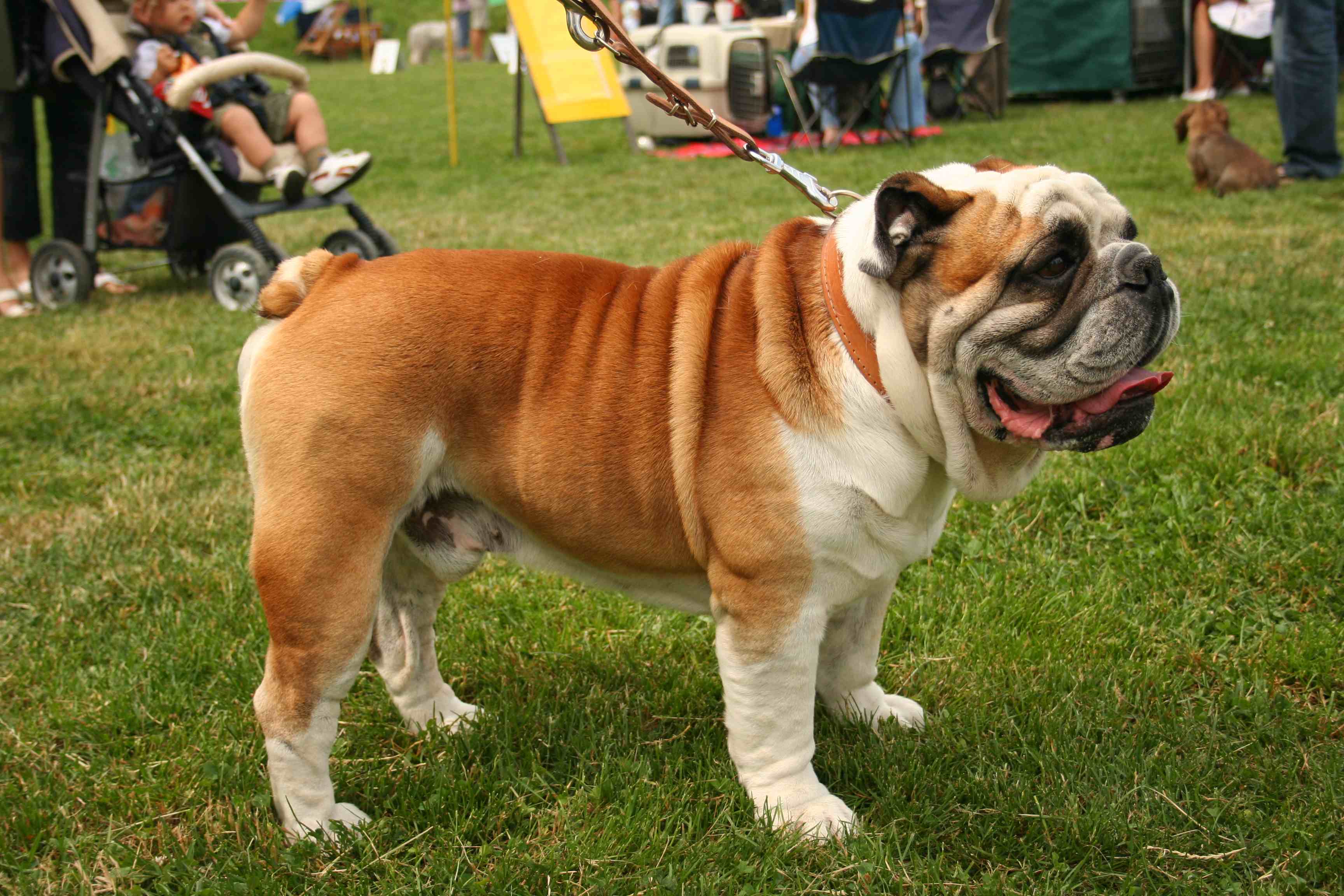 engelsk bulldog, Plepe2000:WIkipedia Commons